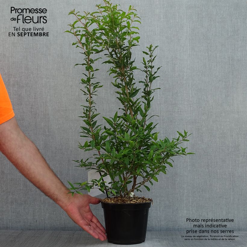 Exemplaar van Granaatappel Dente di Leone - Punica granatum Pot van 1,5 l/2 l, Pol zoals geleverd in de zomer