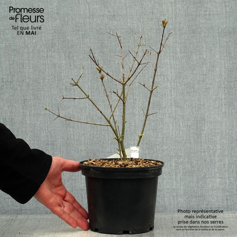 Exemplaar van Granaatappel Fina Tendral - Punica granatum Pot van 2 l/3 l, Struik zoals geleverd in de lente