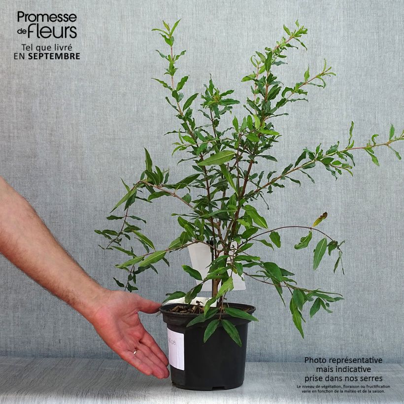 Exemplaar van Granaatappel Mollar de Elche - Punica granatum Pot van 1,5 l/2 l, Pol zoals geleverd in de zomer