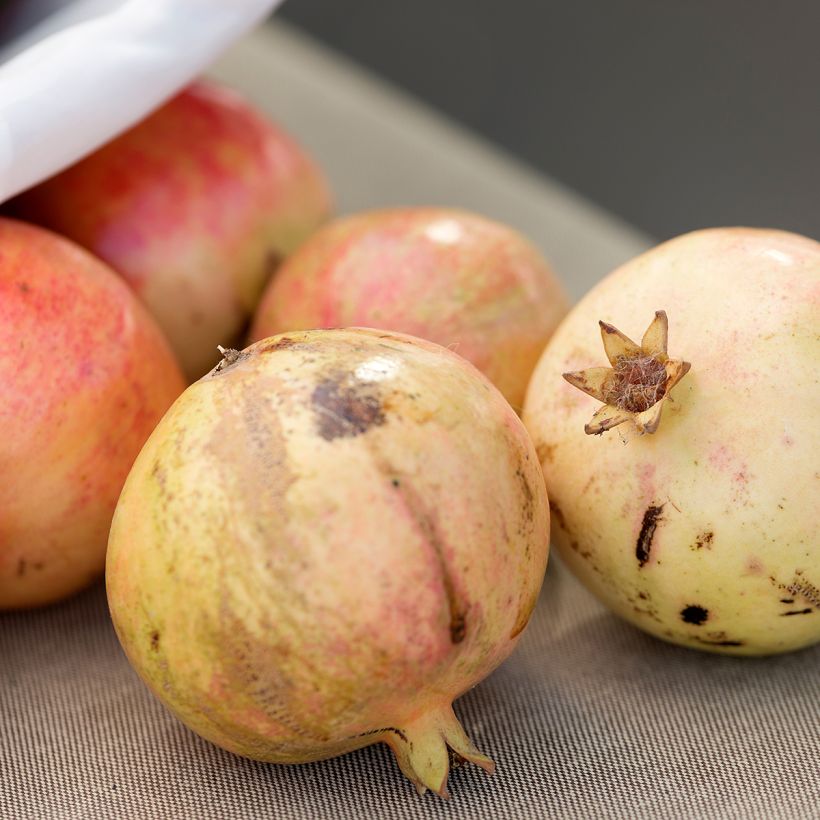 Granaatappel Mollar de Elche - Punica granatum (Oogst)