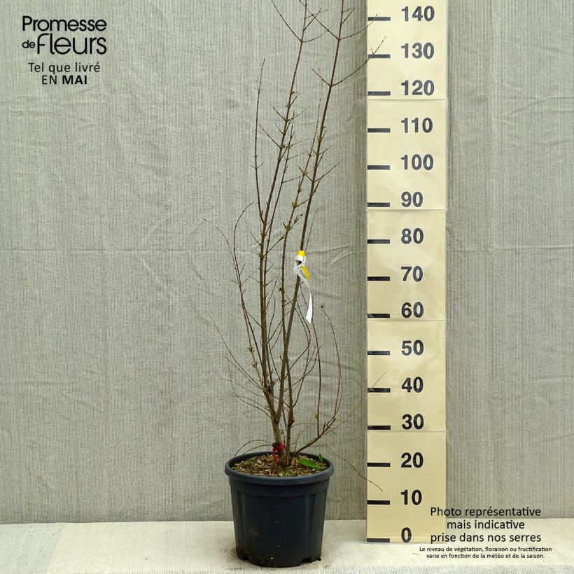 Example of Granaatappel - Punica granatum Pot van 7,5 l/10 l, Struik as you get in printemps
