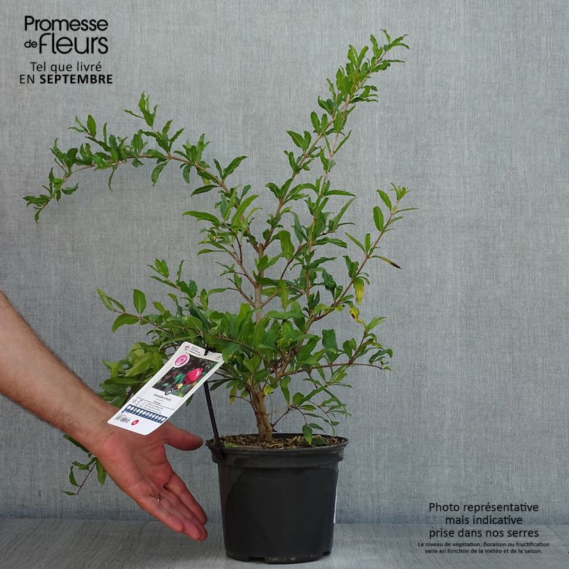Exemplaar van Granaatappel Provence - Punica granatum Pot van 1,5 l/2 l, Pol zoals geleverd in de zomer