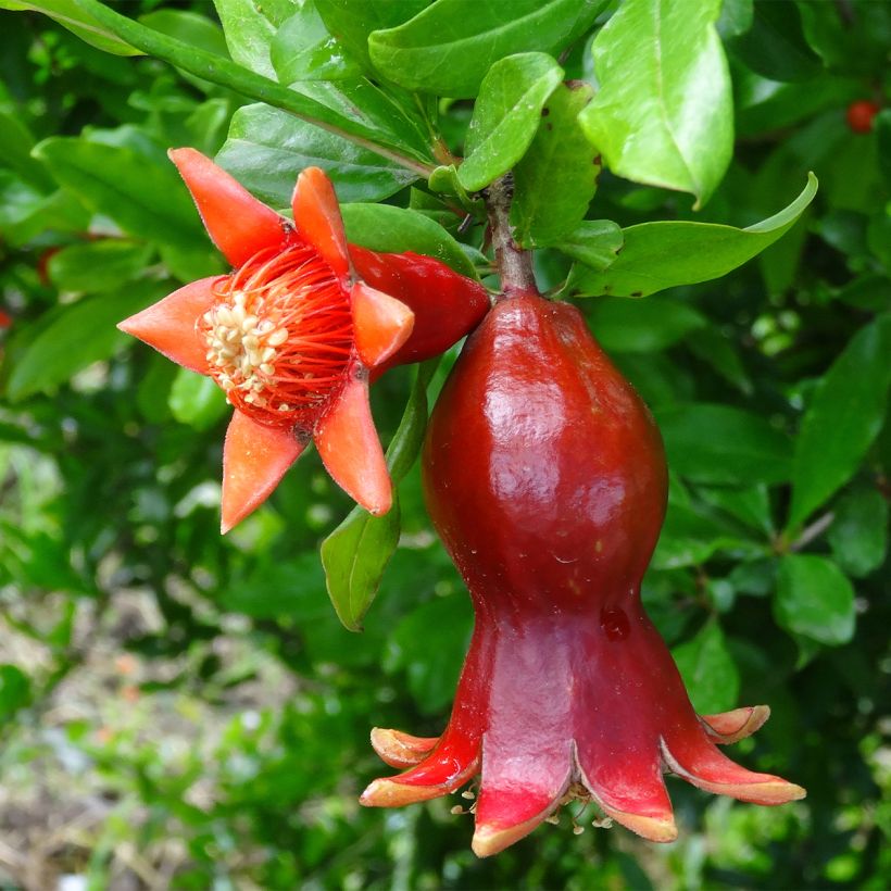 Granaatappel - Punica granatum (Flowering)