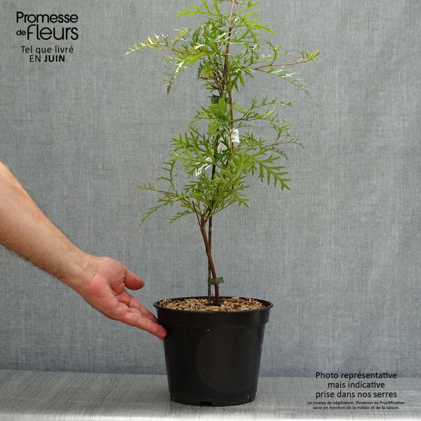 Exemplaar van Grevillea Bronze Rambler Pot van 4 l/5 l zoals geleverd in de zomer