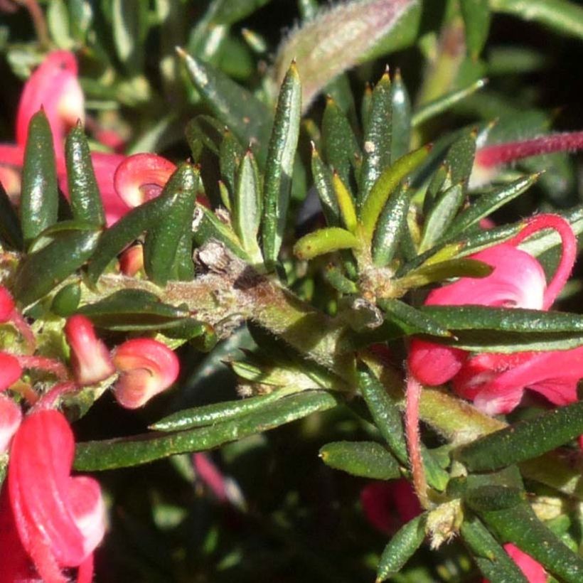 Grevillea Poorinda Rondeau - Australische zilvereik (Foliage)