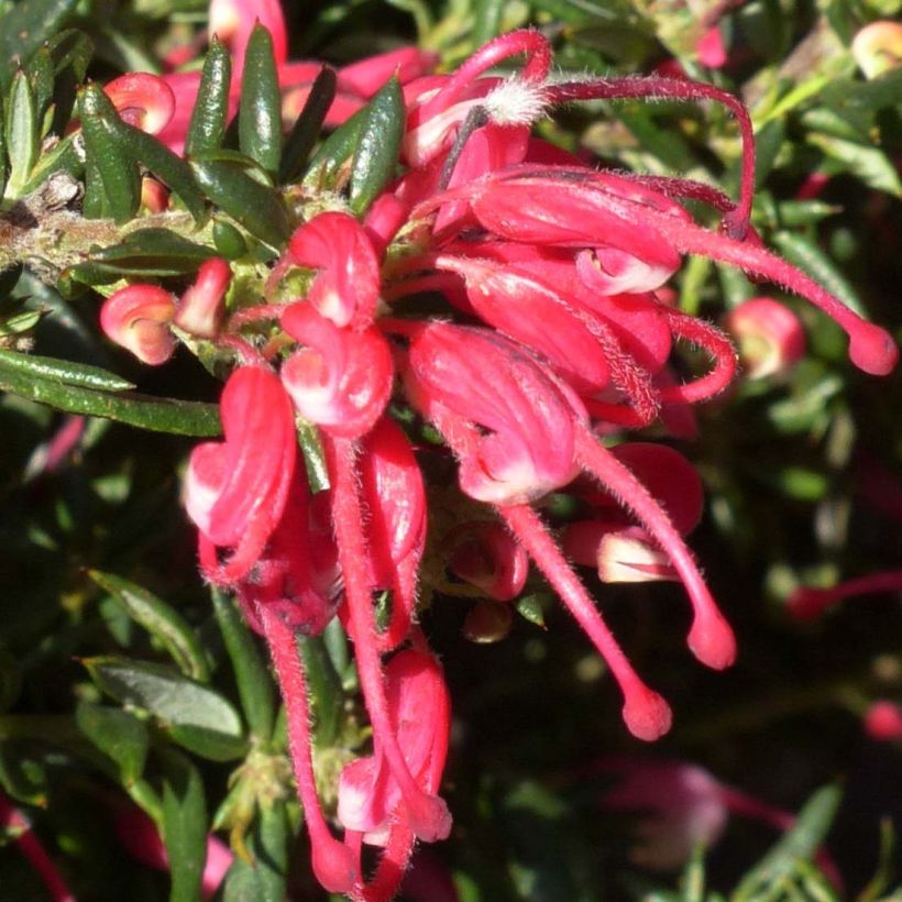 Grevillea Poorinda Rondeau - Australische zilvereik (Flowering)