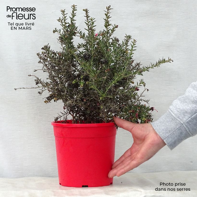 Example of Grevillea Poorinda Rondeau - Australische zilvereik Pot van 3 l/4 l, Struik as you get in printemps
