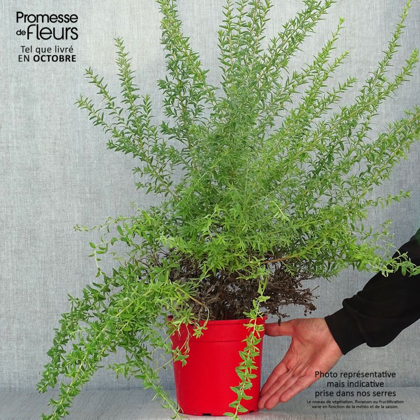 Exemplaar van Grevillea Poorinda Rondeau - Australische zilvereik Pot van 3 l/4 l, Struik zoals geleverd in de herfst