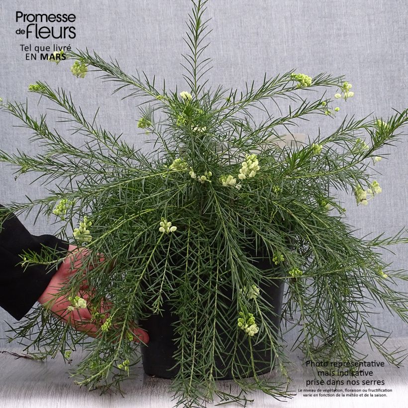 Exemplaar van Grevillea gracilis Alba - Australische zilvereik Pot van 7,5 l/10 l zoals geleverd in de lente