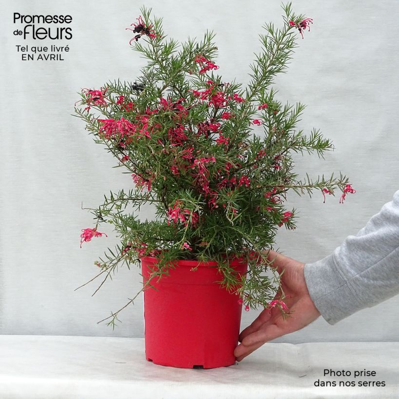 Exemplaar van Grevillea gracilis Clearview David - Australische zilvereik Pot van 2 l/3 l, Struik zoals geleverd in de lente