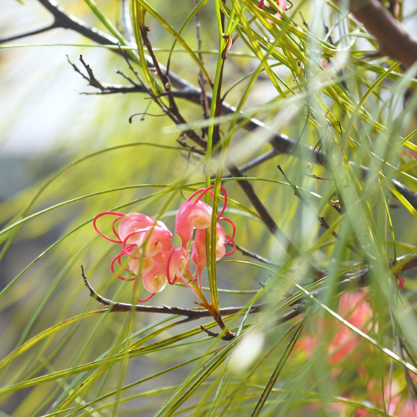 Grevillea johnsonii - Australische zilvereik (Blad)