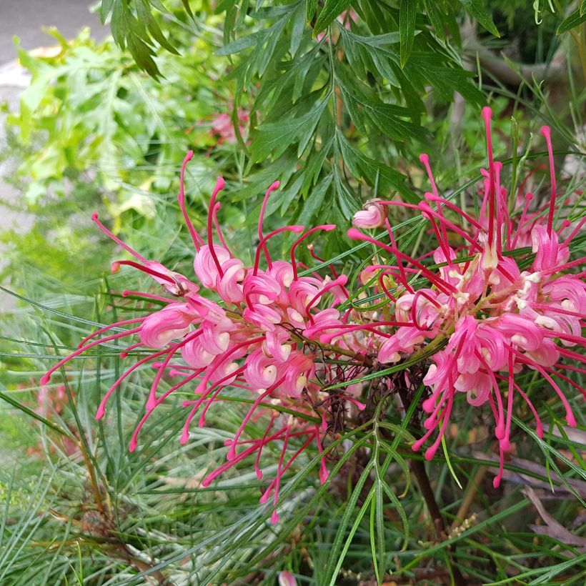 Grevillea johnsonii - Australische zilvereik (Bloei)