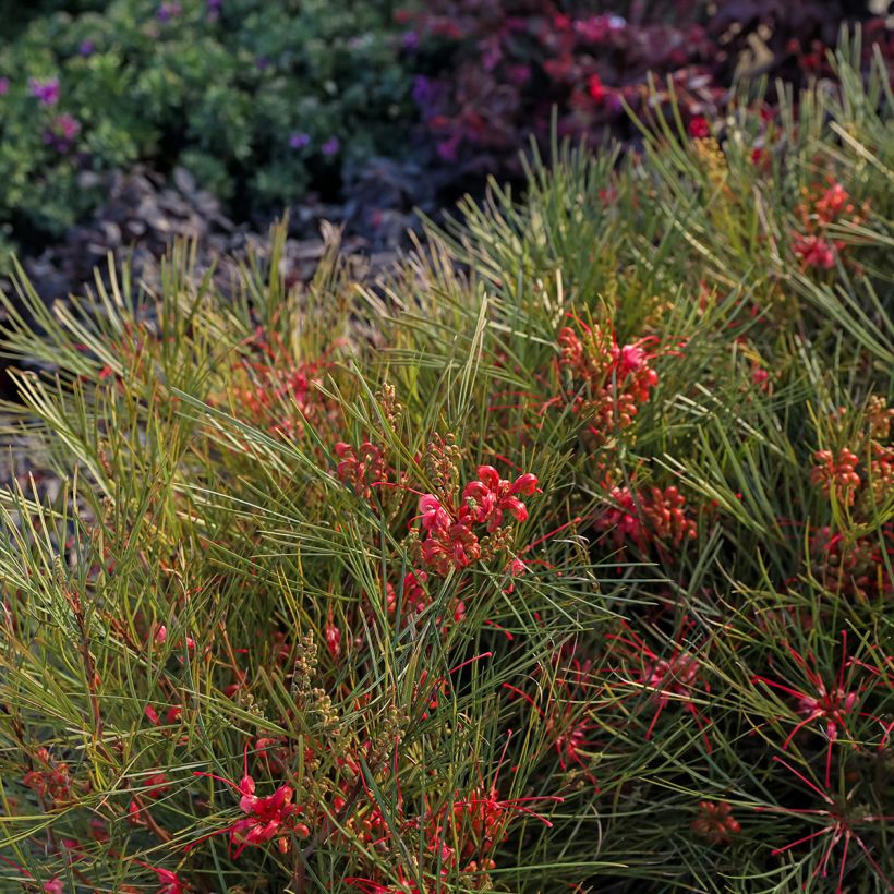 Grevillea johnsonii - Australische zilvereik (Groeiplaats)
