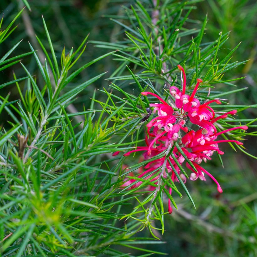 Grevillea juniperina Canberra Gem - Australische zilvereik (Bloei)