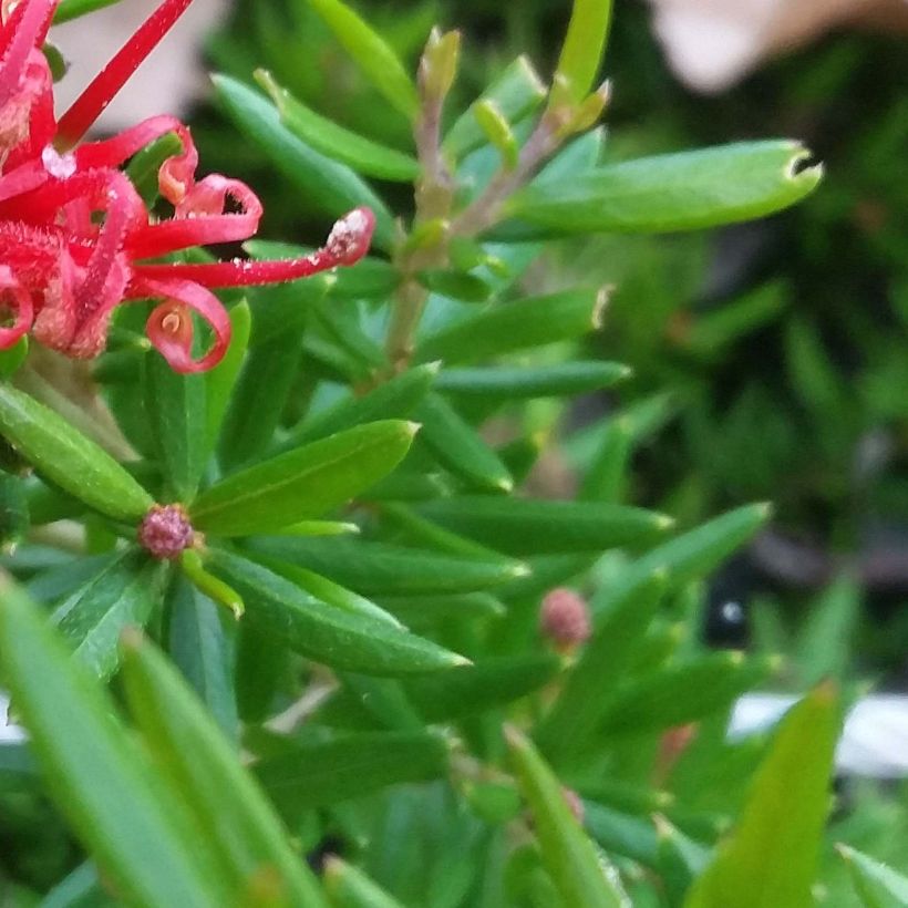 Grevillea juniperina New Blood - Australische zilvereik (Blad)