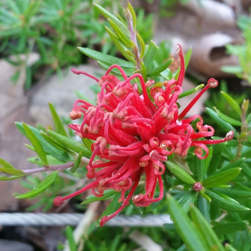 Grevillea juniperina New Blood - Australische zilvereik (Bloei)