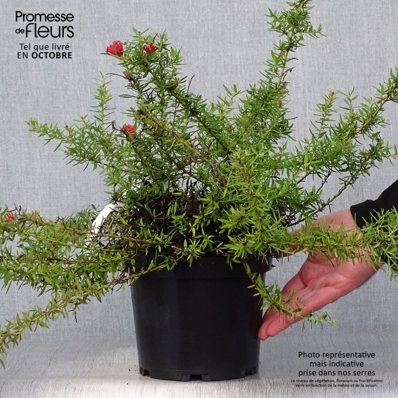 Exemplaar van Grevillea juniperina New Blood - Australische zilvereik Pot van 2 l/3 l zoals geleverd in de herfst