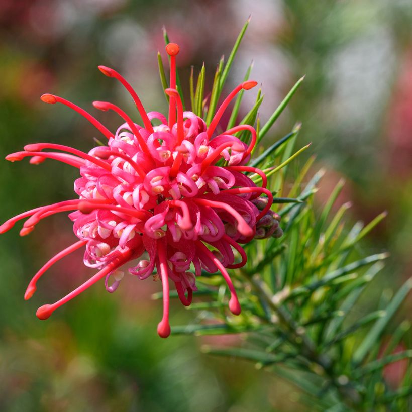 Grevillea juniperina - Australische zilvereik (Bloei)