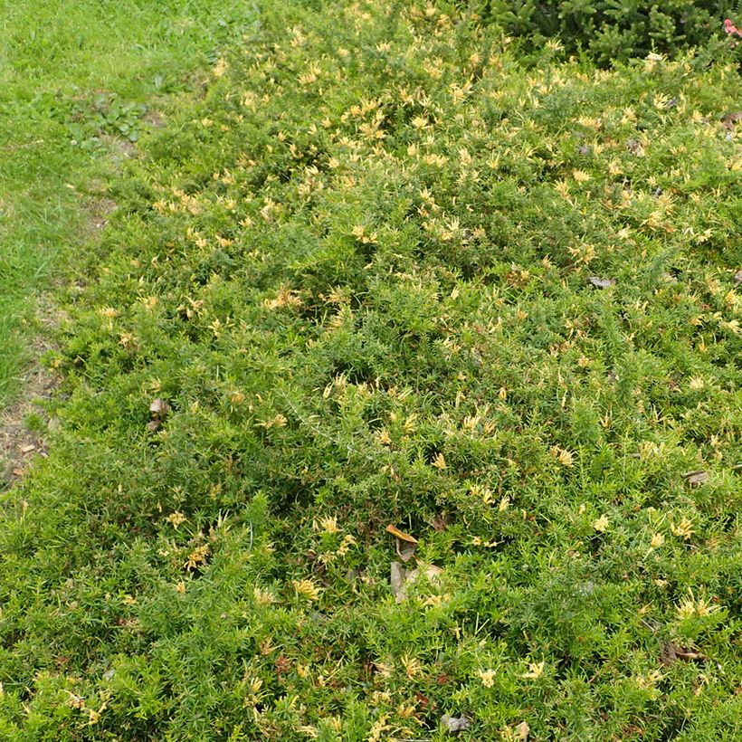 Grevillea prostrata Aurea - Australische zilvereik (Groeiplaats)