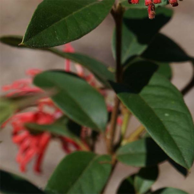 Grevillea rhyolitica - Australische zilvereik (Foliage)