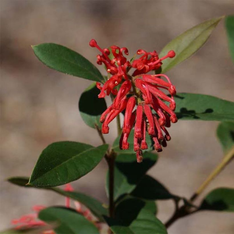 Grevillea rhyolitica - Australische zilvereik (Flowering)