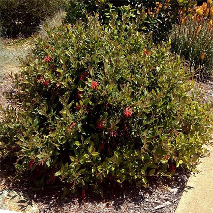 Grevillea rhyolitica - Australische zilvereik (Plant habit)