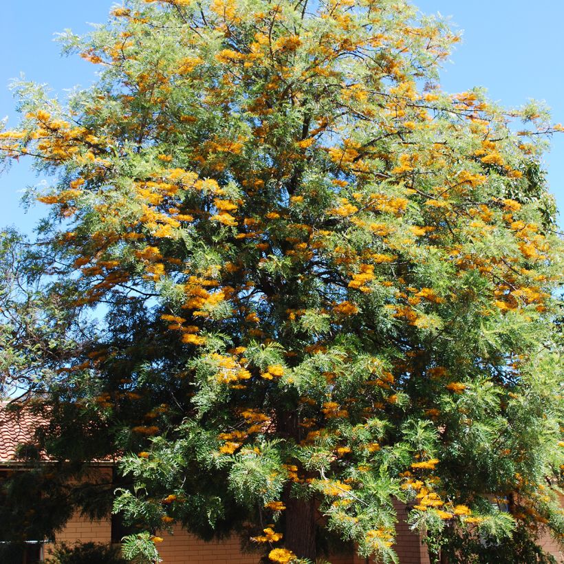 Grevillea robusta - Australische zilvereik (Groeiplaats)