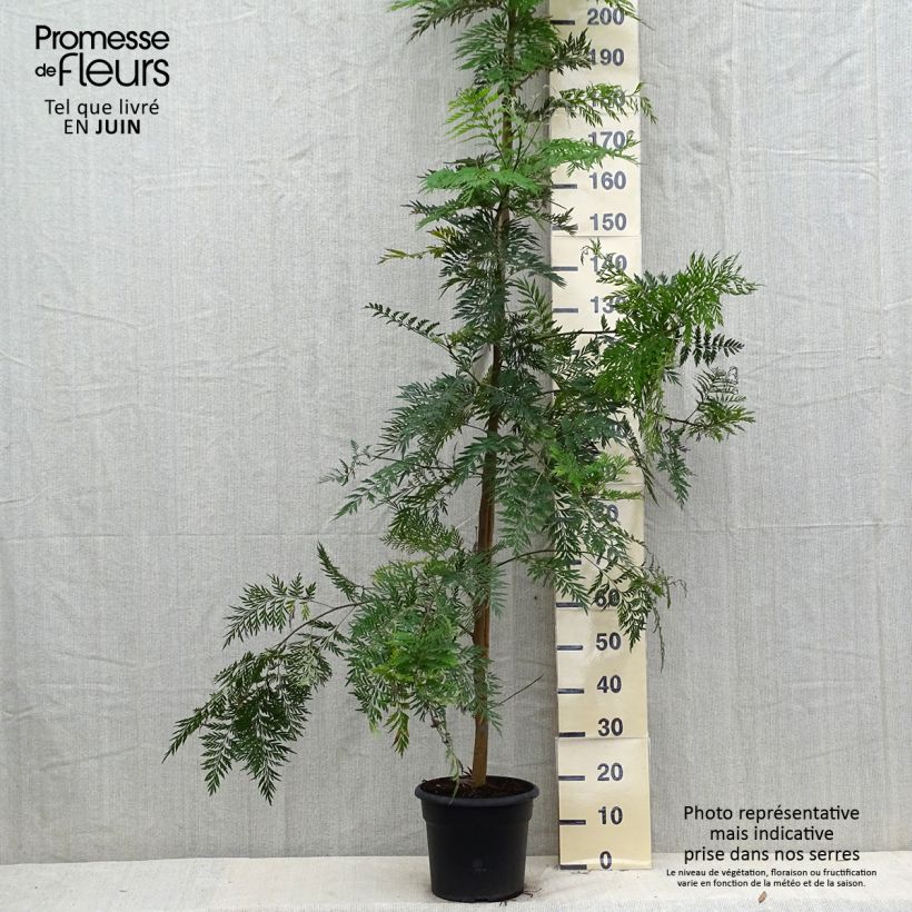Exemplaar van Grevillea robusta - Australische zilvereik Pot van 7,5 l/10 l zoals geleverd in de zomer