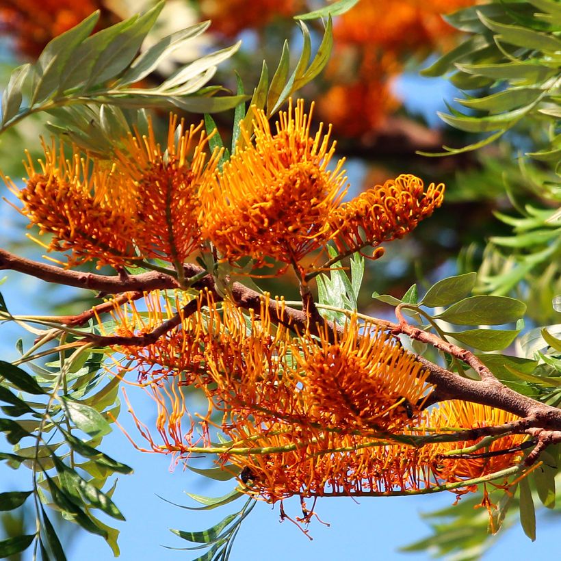 Grevillea robusta - Australische zilvereik (Bloei)