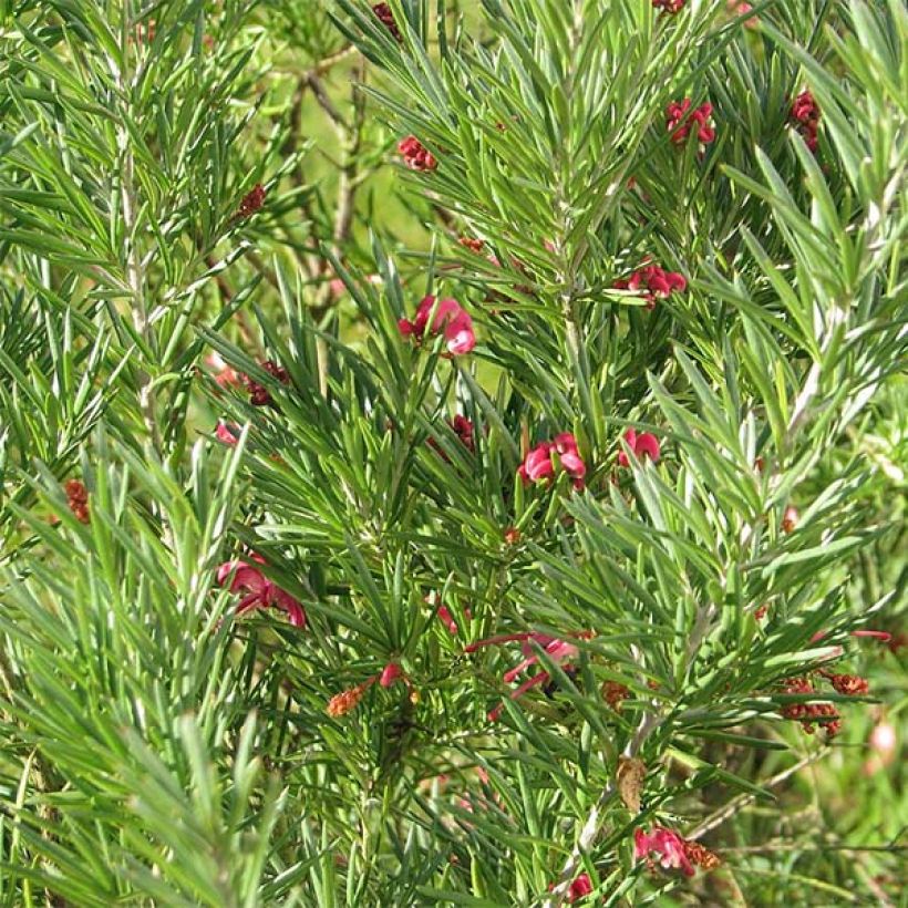 Grevillea rosmarinifolia - Rozemarijn-grevillea (Blad)