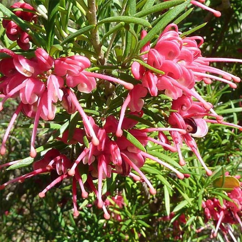 Grevillea rosmarinifolia - Rozemarijn-grevillea (Bloei)