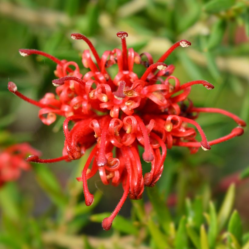 Grevillea rosmarinifolia Clearview David - Rozemarijn-grevillea (Bloei)