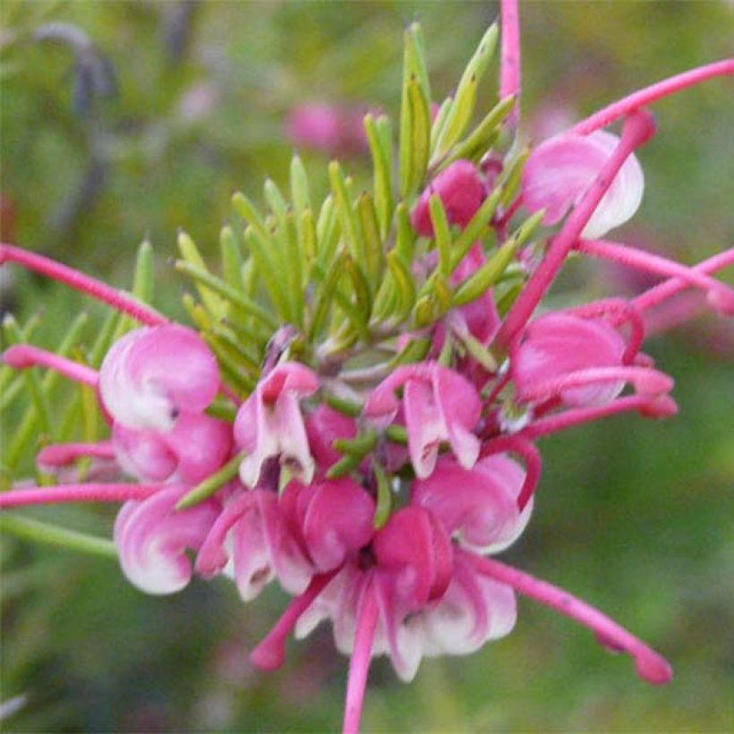 Grevillea rosmarinifolia Rosa Jenkinsii - Rozemarijn-grevillea (Flowering)