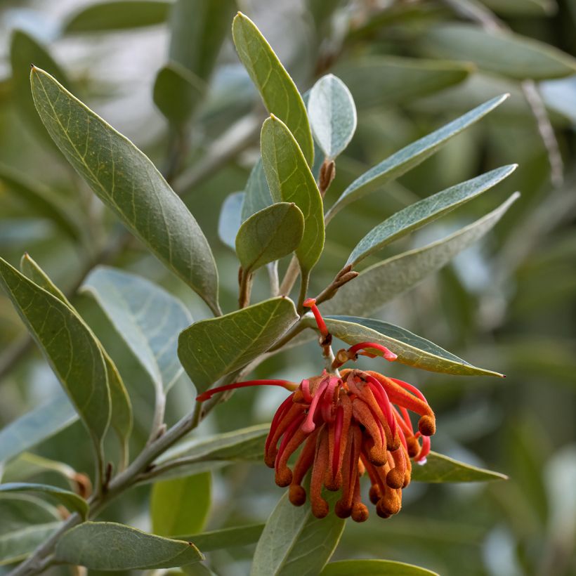 Grevillea victoriae - Australische zilvereik (Blad)