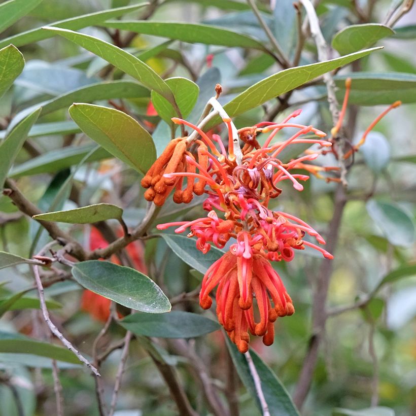 Grevillea victoriae - Australische zilvereik (Bloei)