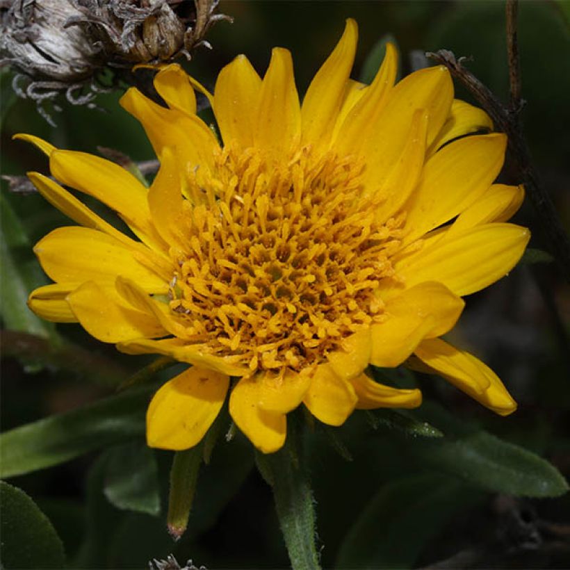 Gomplant - Grindelia integrifolia (Bloei)