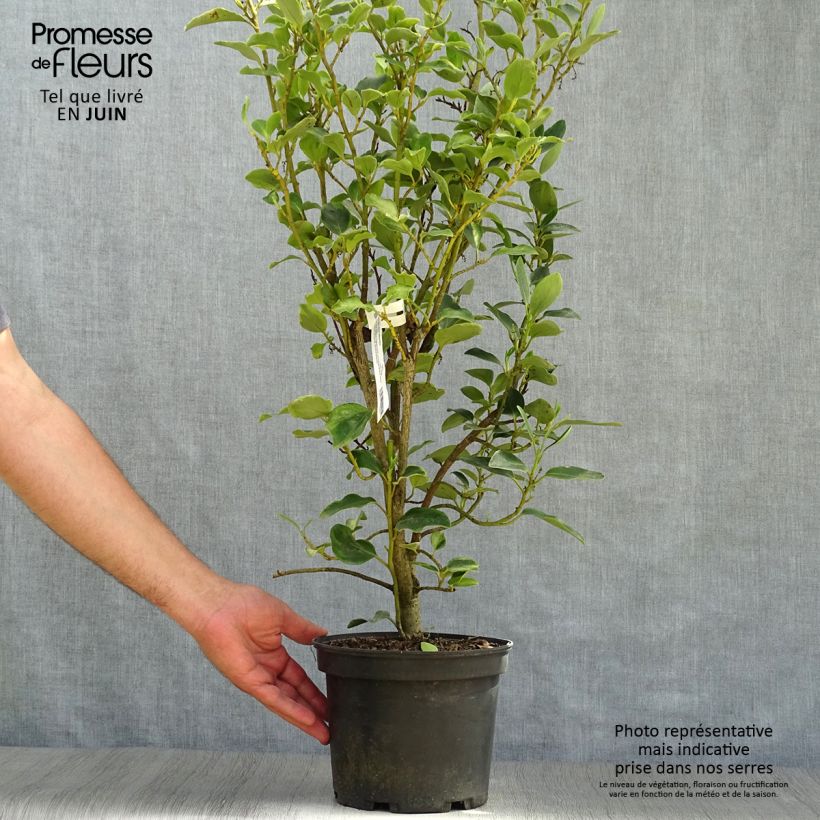 Exemplaar van Griselinia littoralis Bantry Bay - Kapuka Pot van 3 l/4 l zoals geleverd in de zomer