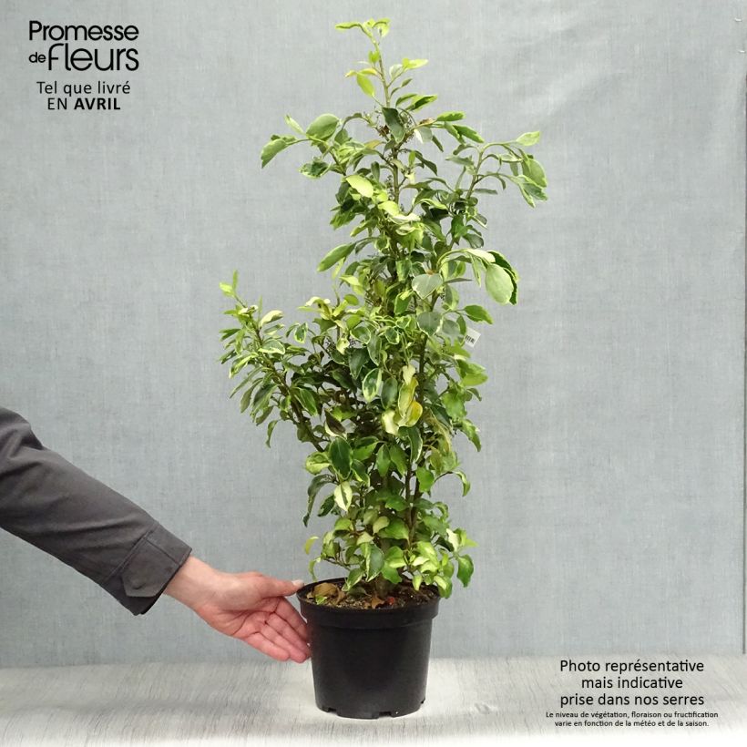 Exemplaar van Griselinia littoralis Bantry Bay - Kapuka Pot van 3 l/4 l zoals geleverd in de lente