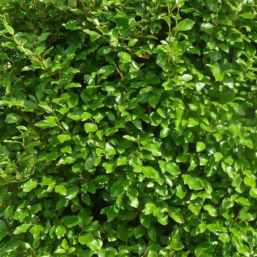 Griselinia littoralis Green Horizon - Kapuka (Blad)