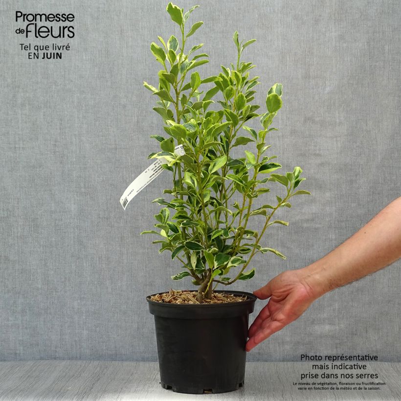 Exemplaar van Griselinia littoralis Green Jewel - Kapuka Pot van 4 l/5 l zoals geleverd in de zomer