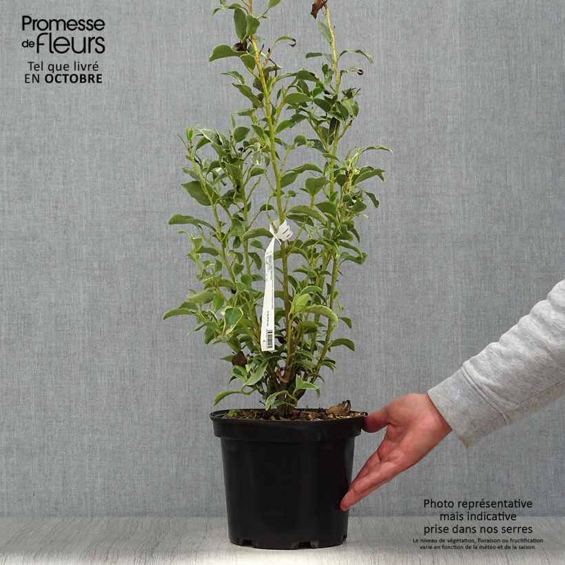 Exemplaar van Griselinia littoralis Green Jewel - Kapuka Pot van 4 l/5 l zoals geleverd in de herfst