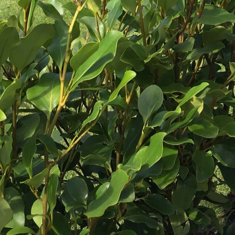 Griselinia littoralis Redge - Kapuka (Foliage)