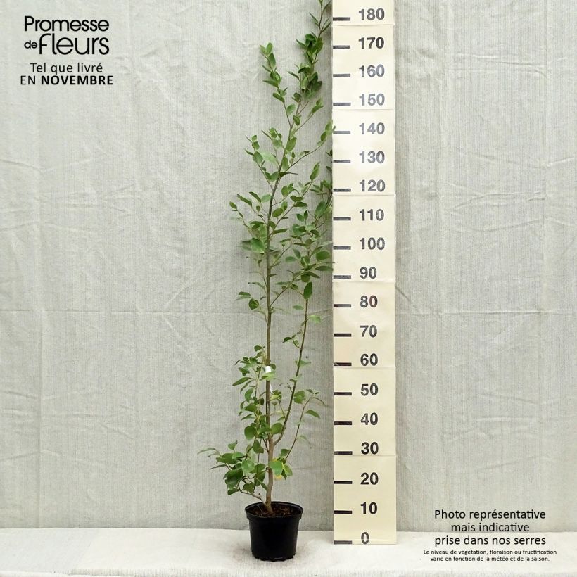 Exemplaar van Griselinia littoralis - Kapuka Pot van 2 l/3 l zoals geleverd in de herfst