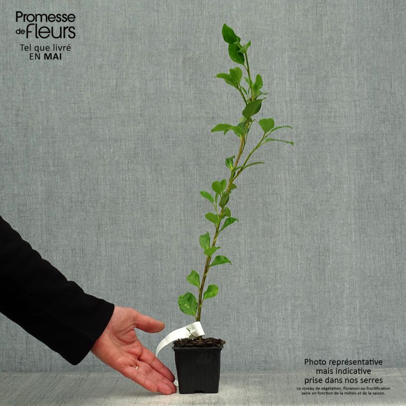 Exemplaar van Griselinia lucida - Kapuka Kweekpotje van 8/9 cm zoals geleverd in de lente