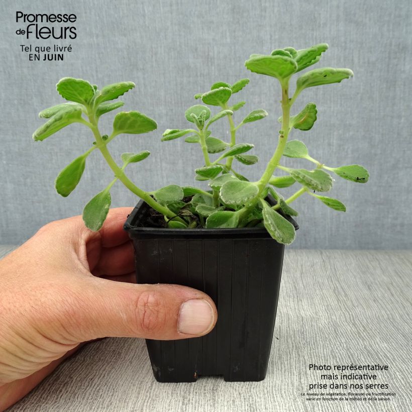 Exemplaar van Cubaanse oregano - Plectranthus amboinicus Kweekpotje van 8/9 cm zoals geleverd in de zomer