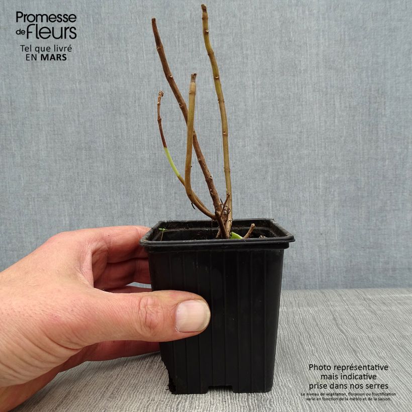 Exemplaar van Cubaanse oregano - Plectranthus amboinicus Kweekpotje van 8/9 cm zoals geleverd in de lente