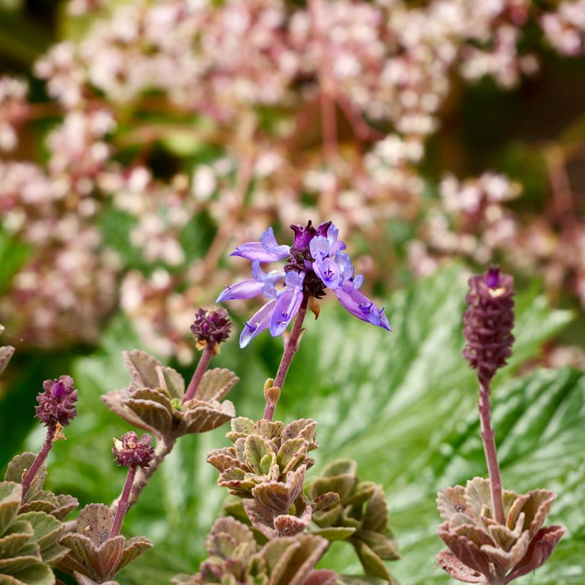 Cubaanse oregano - Plectranthus amboinicus (Bloei)