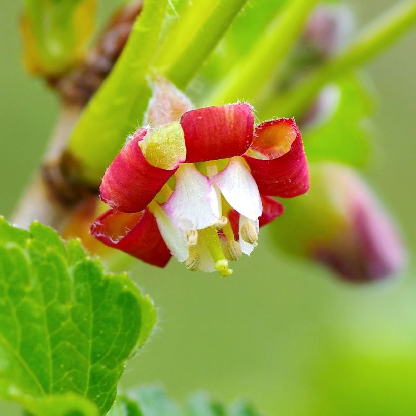 Jostabes - Ribes nidigrolaria (Bloei)