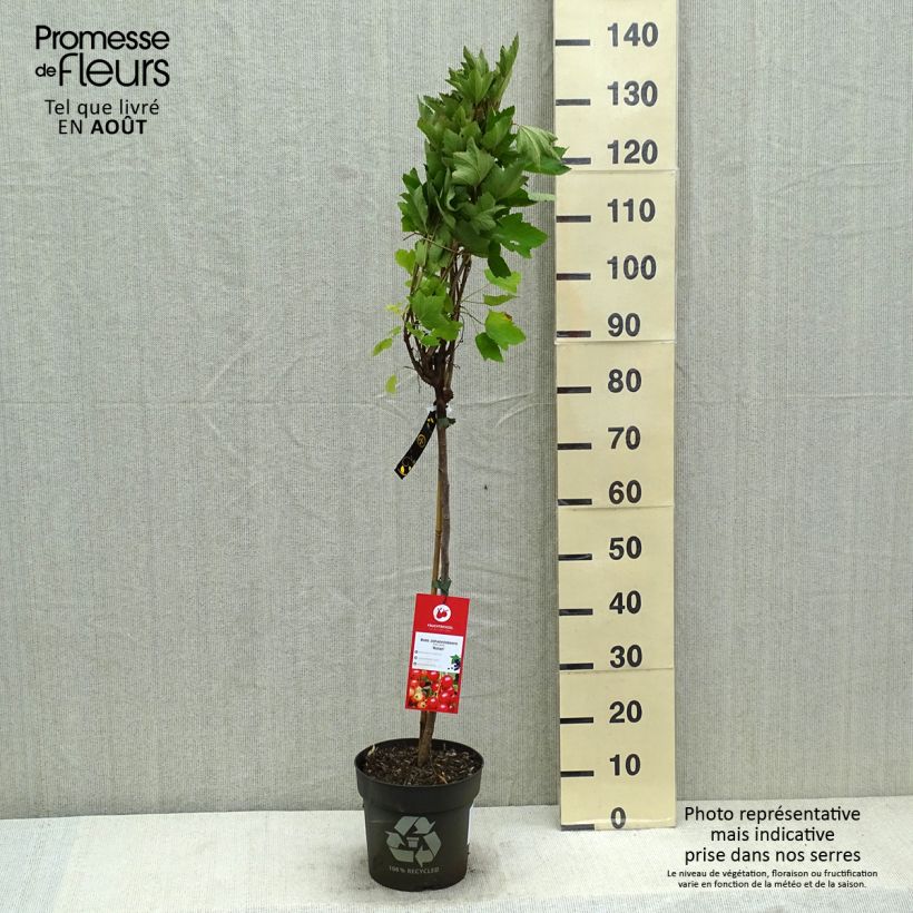 Exemplaar van Rode bes Rolan Pot van 6 l/7 l, Stengel zoals geleverd in de zomer