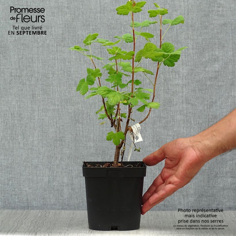 Exemplaar van Ribes sanguineum Red Bross - Rode ribes Pot van 2 l/3 l zoals geleverd in de herfst